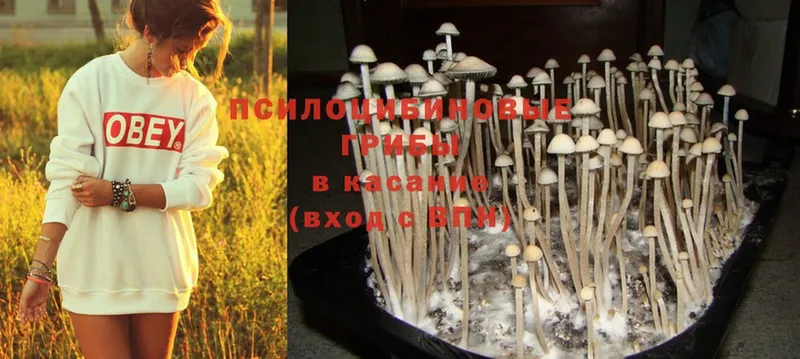 как найти закладки  Реж  Псилоцибиновые грибы Psilocybine cubensis 